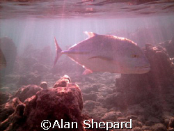 Just a pic I like of Jacks hunting in the morning.  Taken... by Alan Shepard 